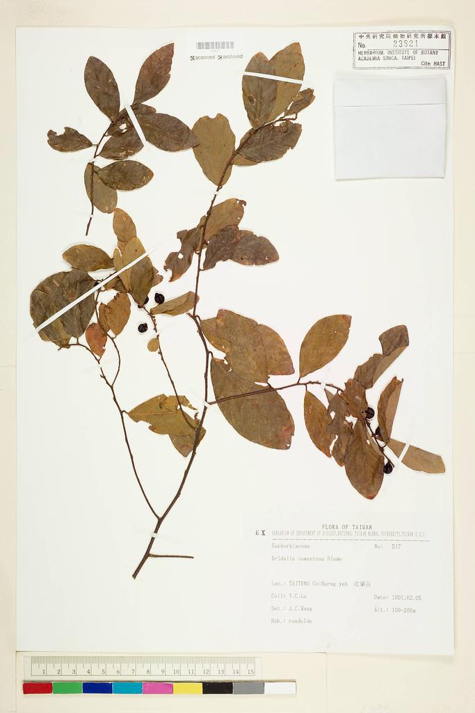 <Unit #56465 Lu, Yu-Chuan | 呂玉娟 | 517:: | Bridelia tomentosa Bl.>