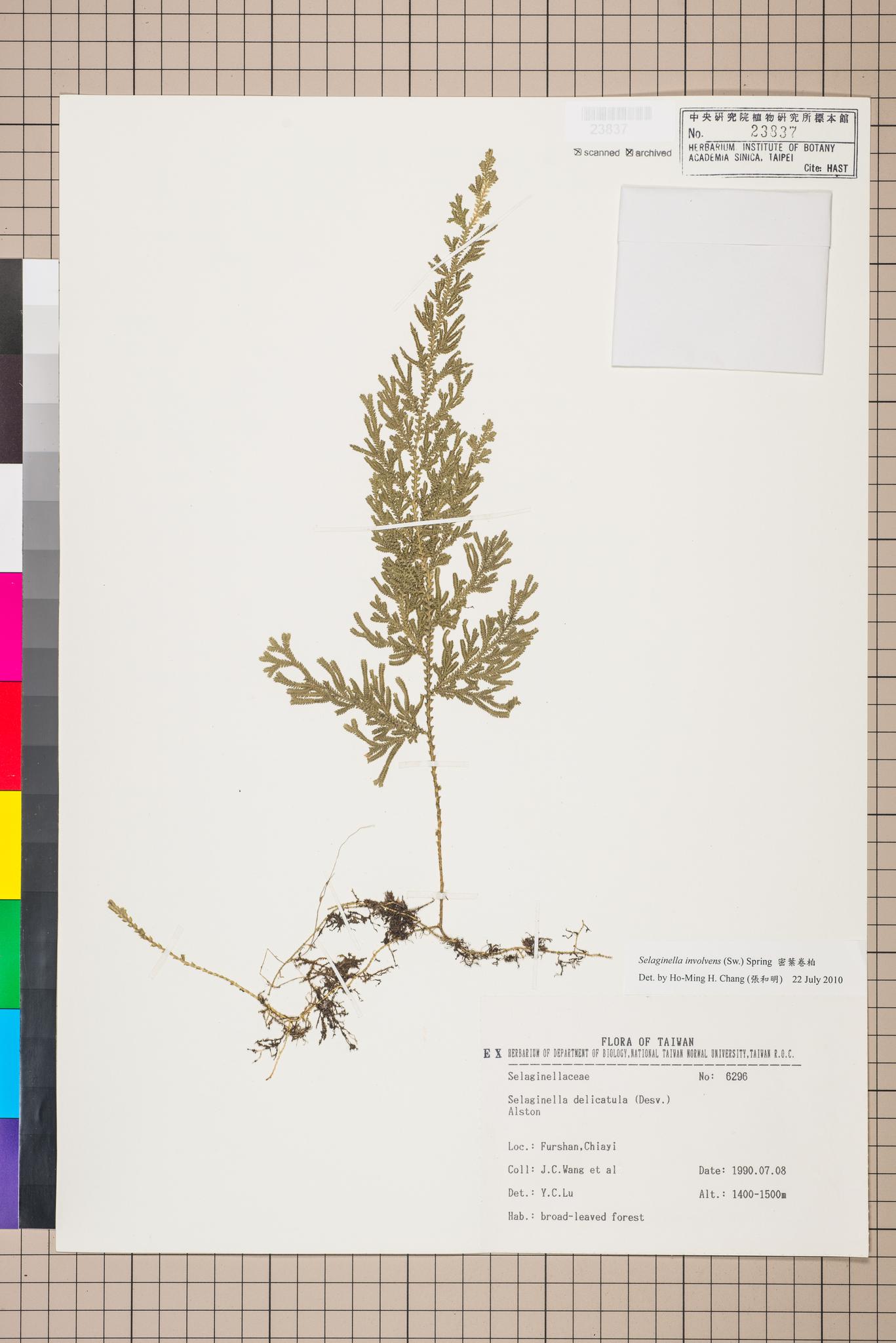 Sample image for viewer