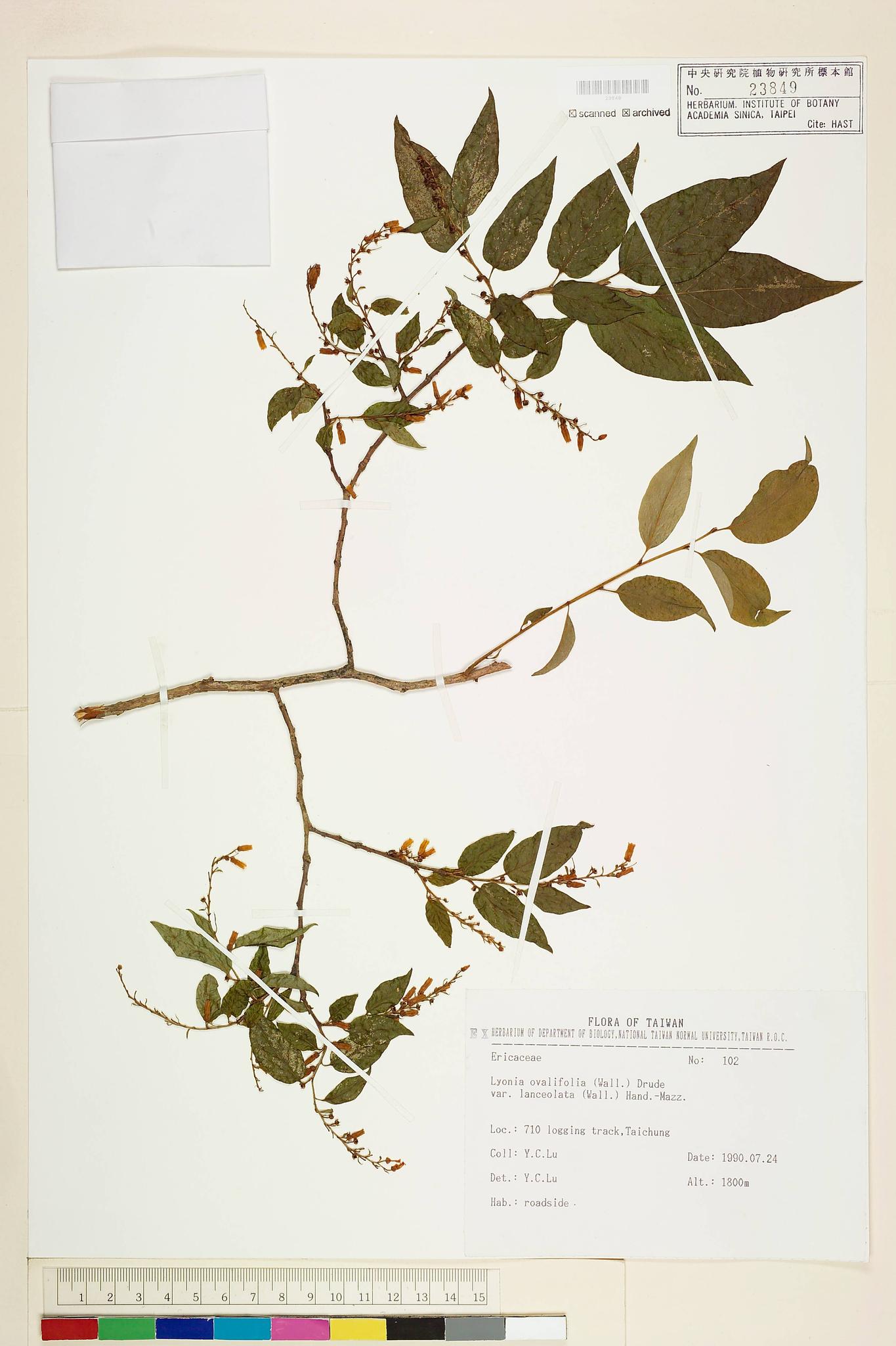 Sample image for viewer