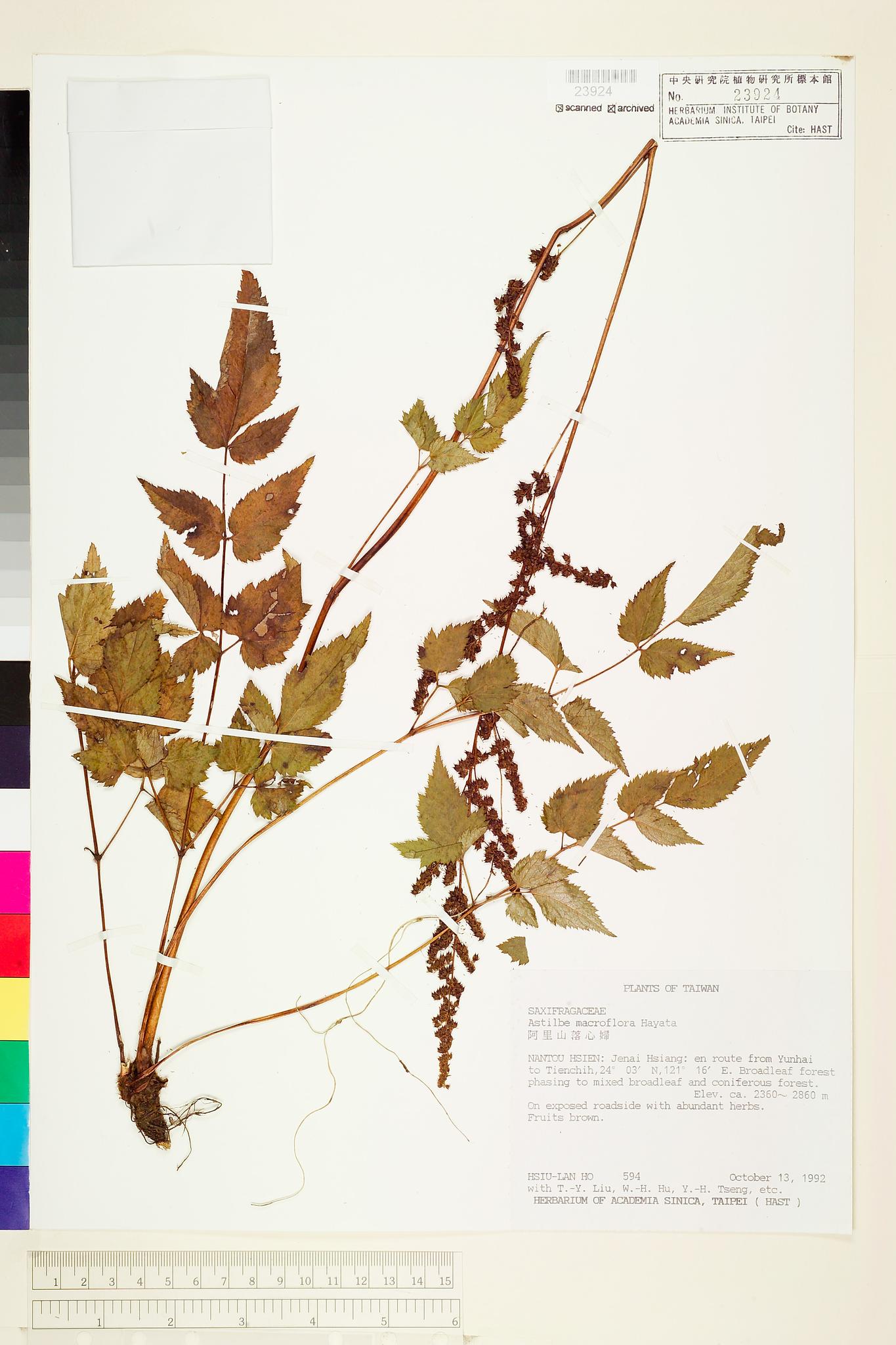 Sample image for viewer