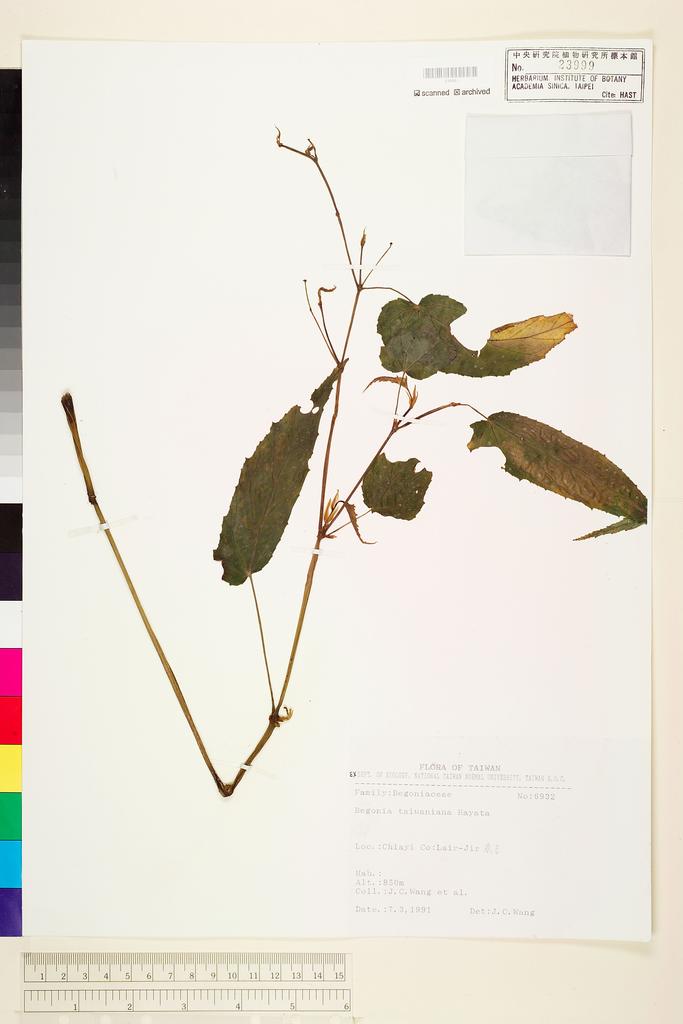 <Unit #49700 Wang, Jenn-Che | 王震哲 | 6932:: | Begonia taiwaniana Hayata>