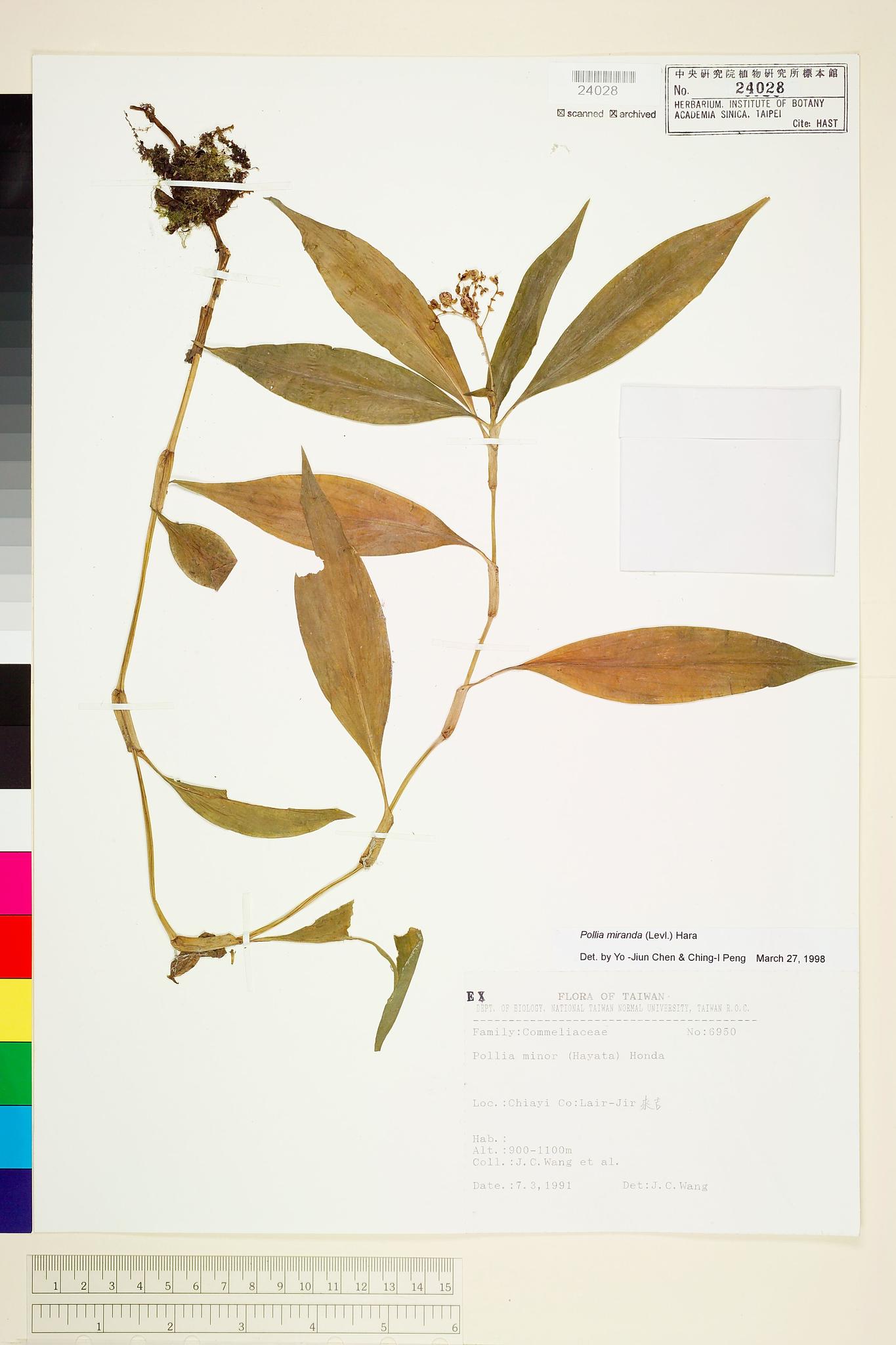 Sample image for viewer