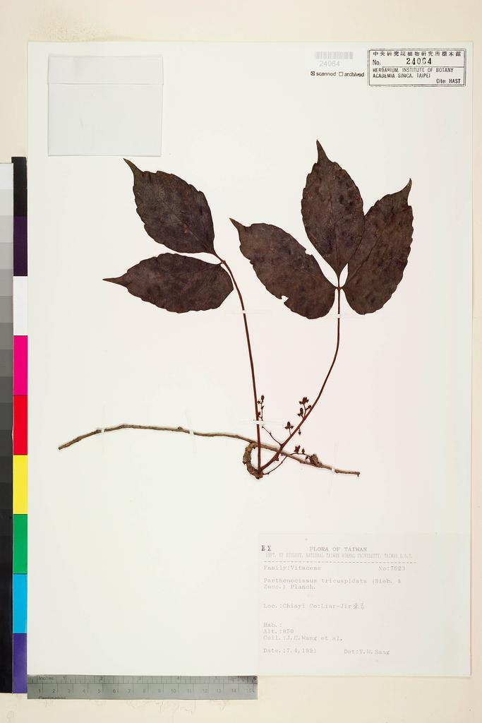 <Unit #104403 Wang, Jenn-Che | 王震哲 | 7023:: | Parthenocissus tricuspidata (Sieb. & Zucc.) Planch.>