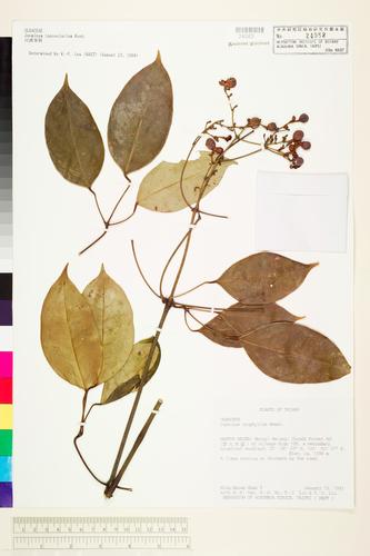 Jasminum lanceolarium Roxb.