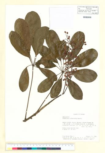 Schefflera arboricola (Hayata) Kanehira
