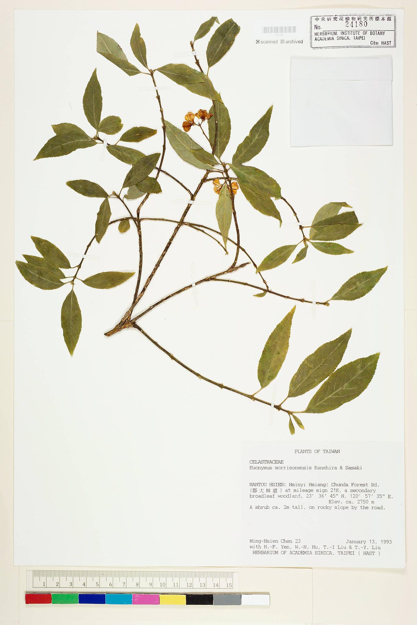 Sample image for viewer