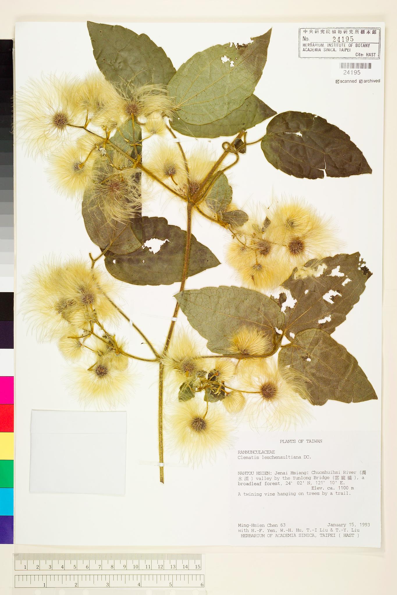 Sample image for viewer