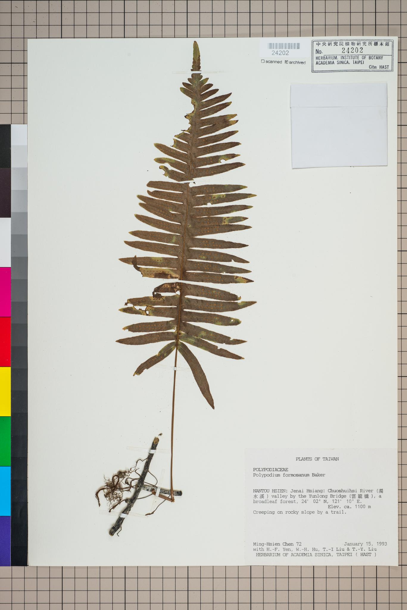 Sample image for viewer