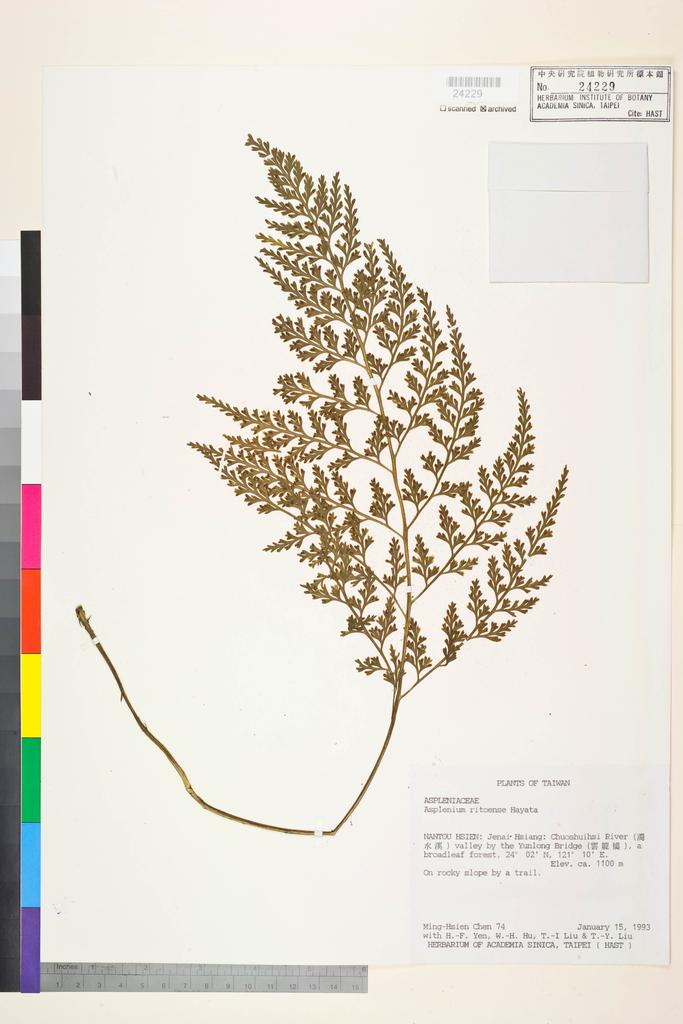 <Unit #643 Chen, Ming-Hsien | 陳銘賢 | 74:: | Asplenium ritoense Hayata>