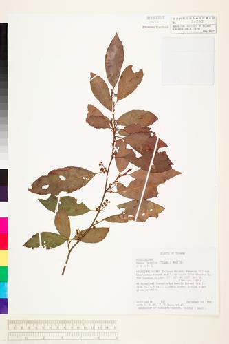 Maesa japonica (Thunb.) Moritzi ex Zoll.