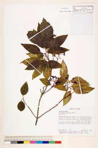 Viburnum propinquum Hemsl.