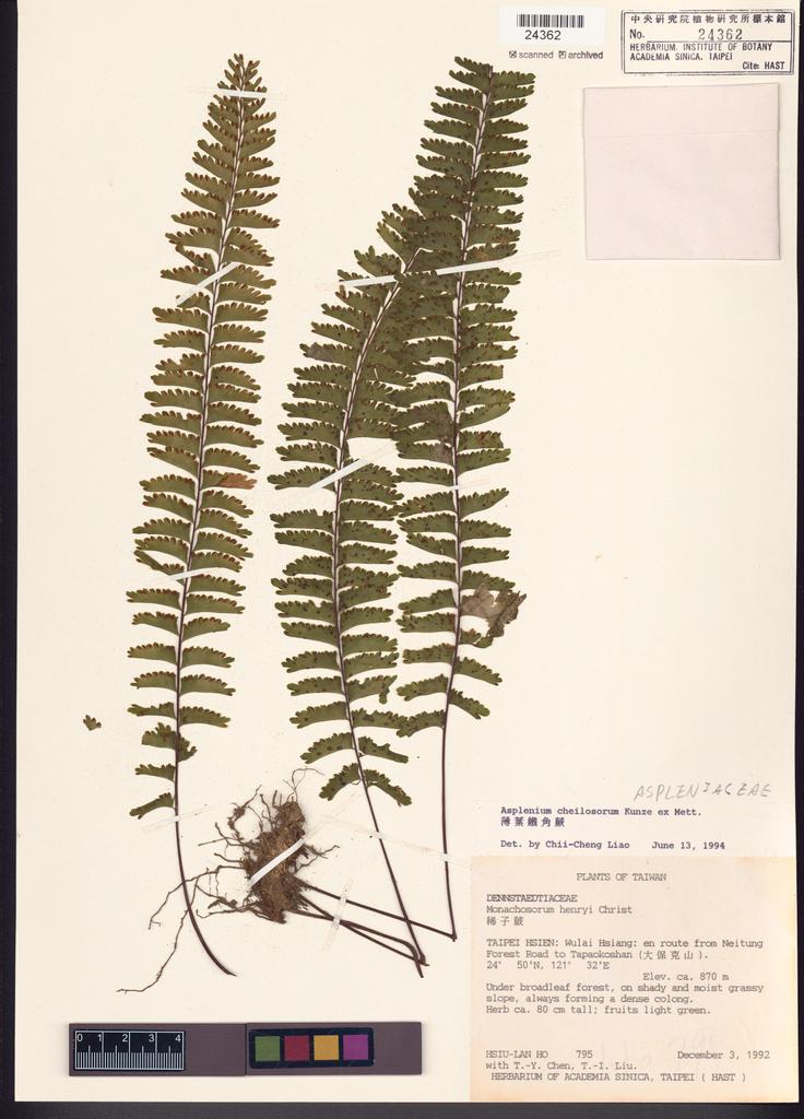 <Unit #2388 Ho, Hsiu-Lan | 何秀蘭 | 795:: | Asplenium cheilosorum Kunze ex Mett.>