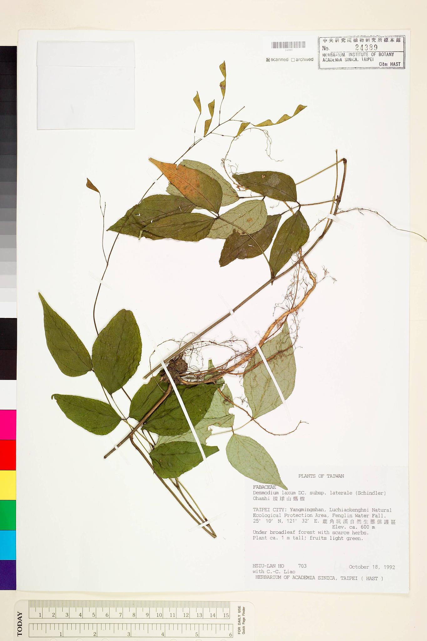 Sample image for viewer