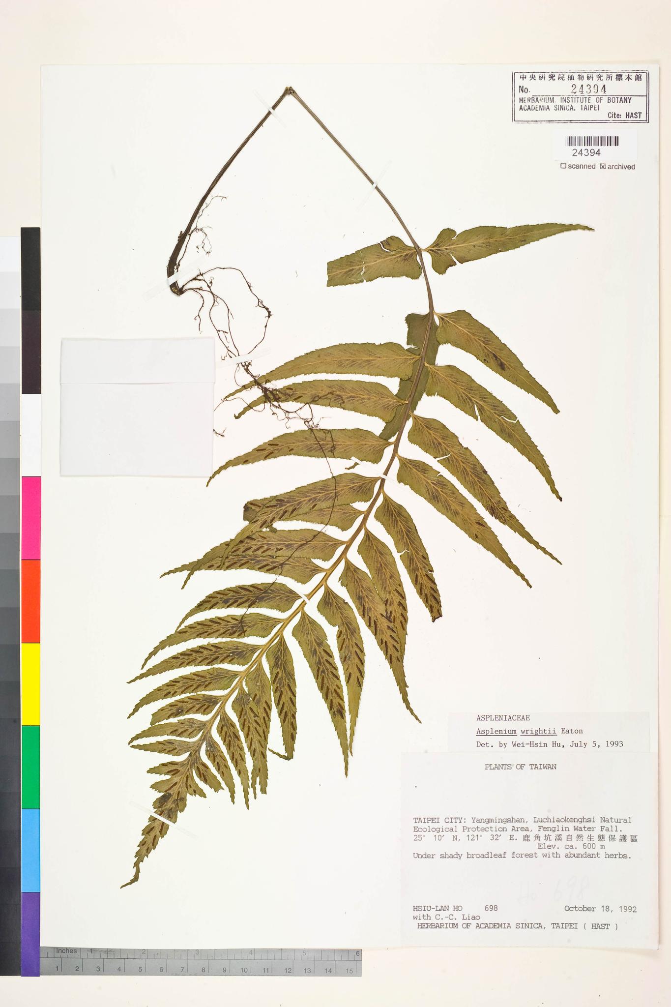 Sample image for viewer