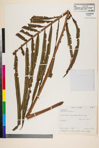 Blechnum orientale L.