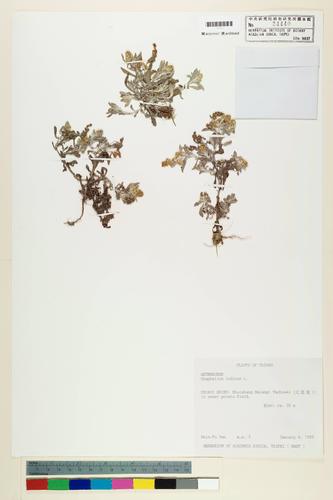 Gnaphalium polycaulon Pers.