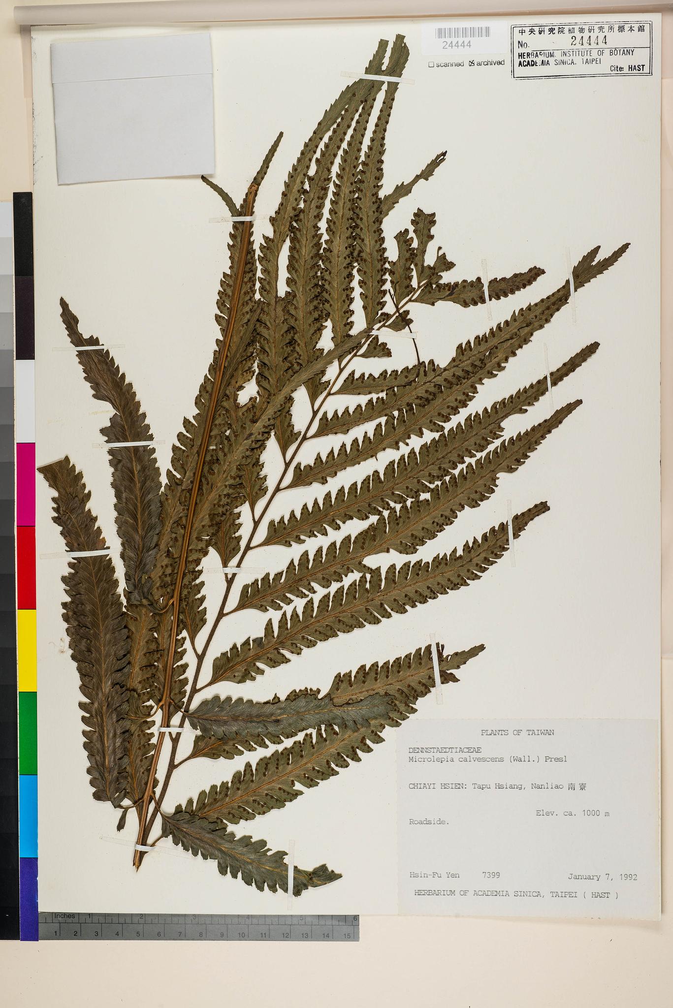 Sample image for viewer