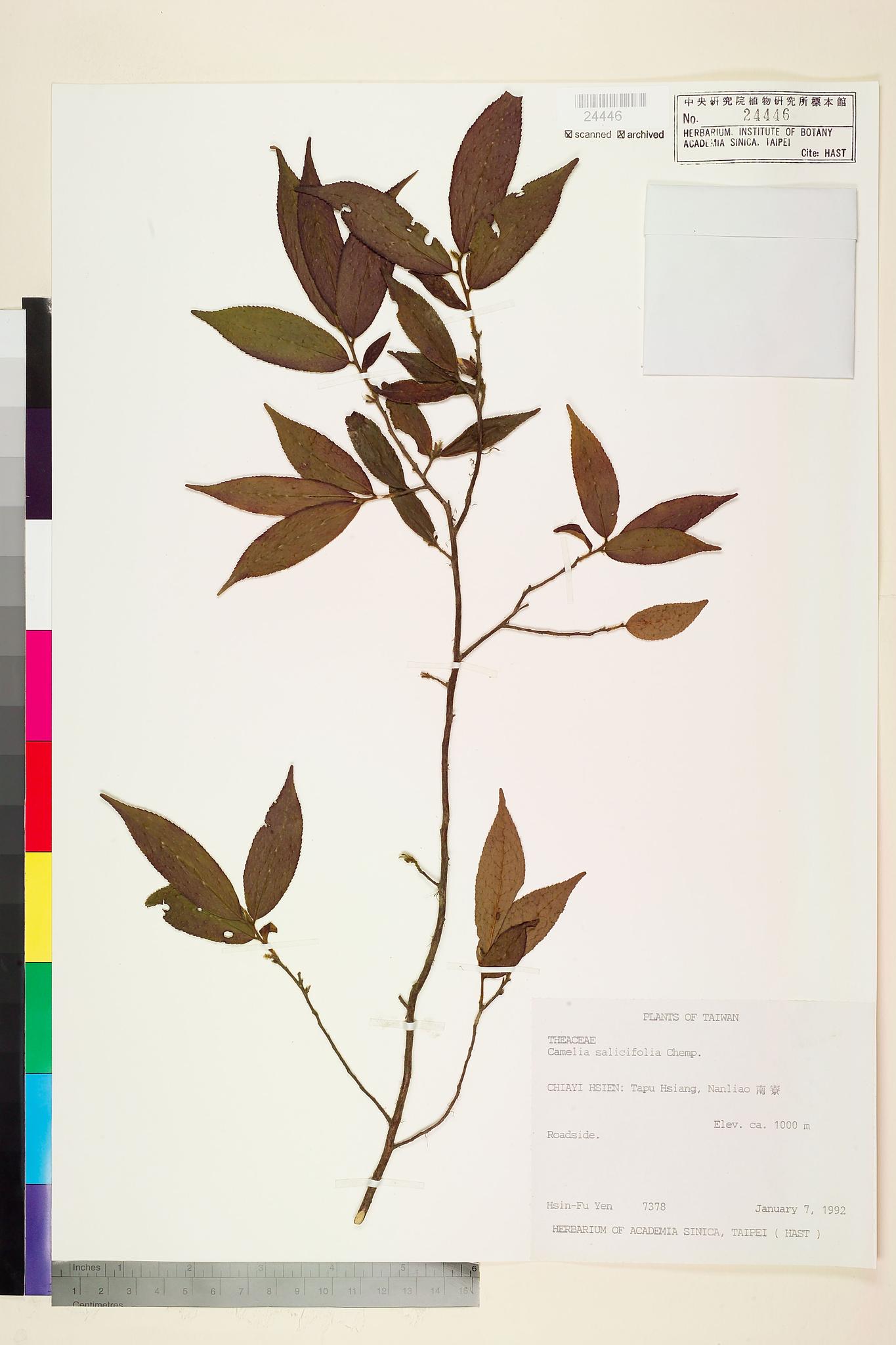 Sample image for viewer