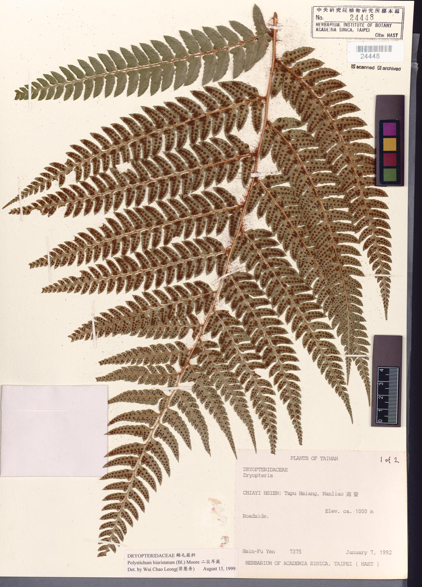 Sample image for viewer