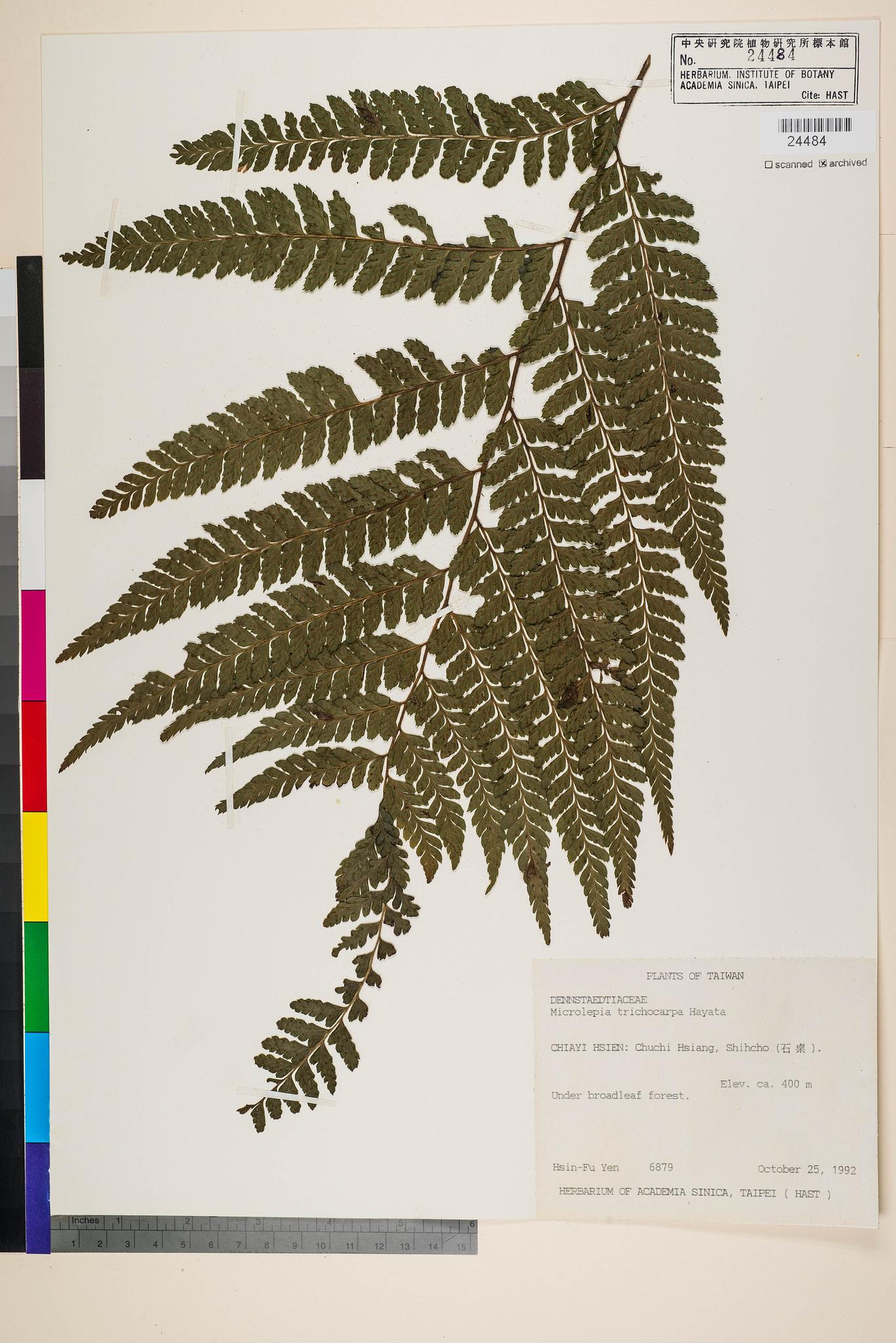 Sample image for viewer