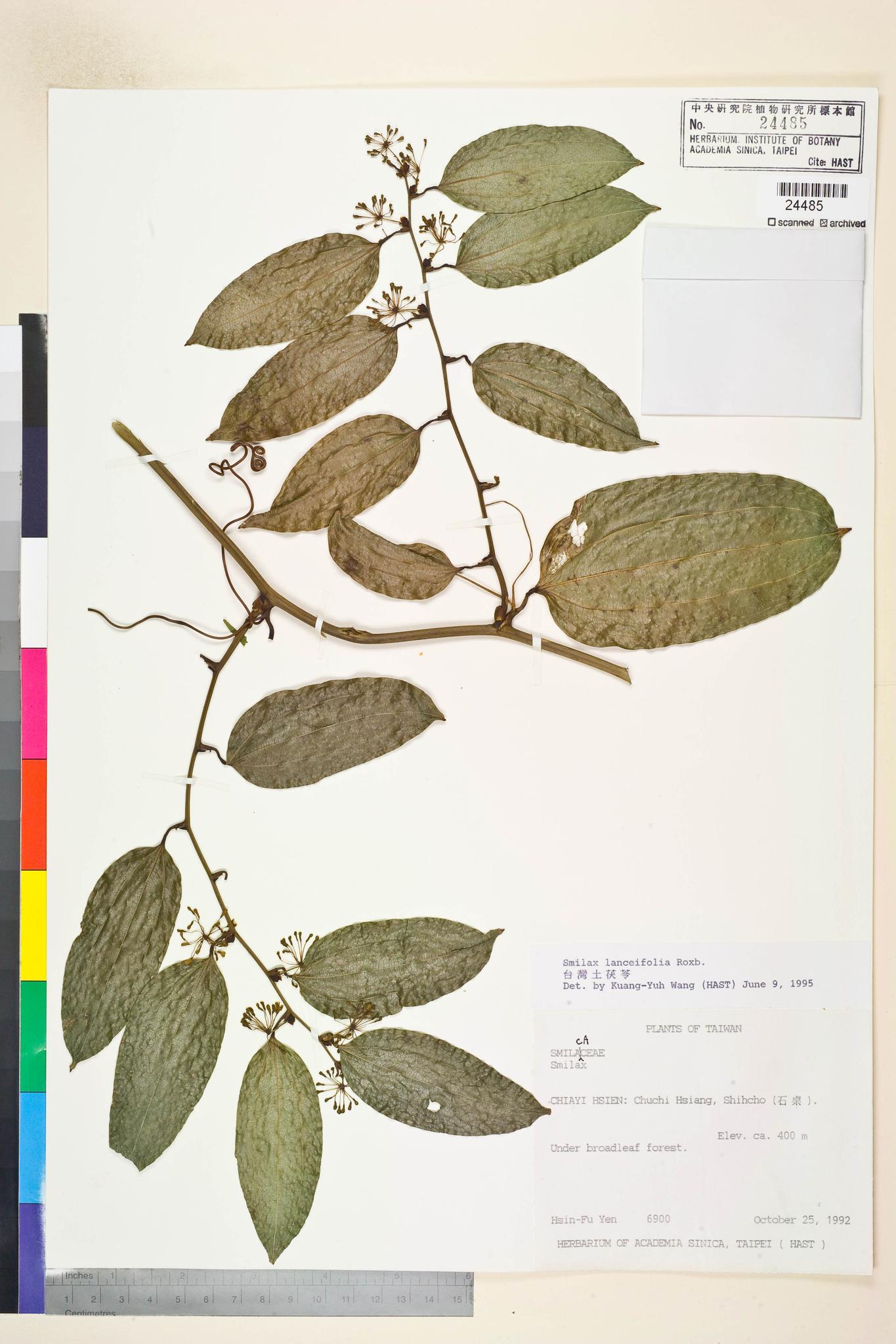 Sample image for viewer