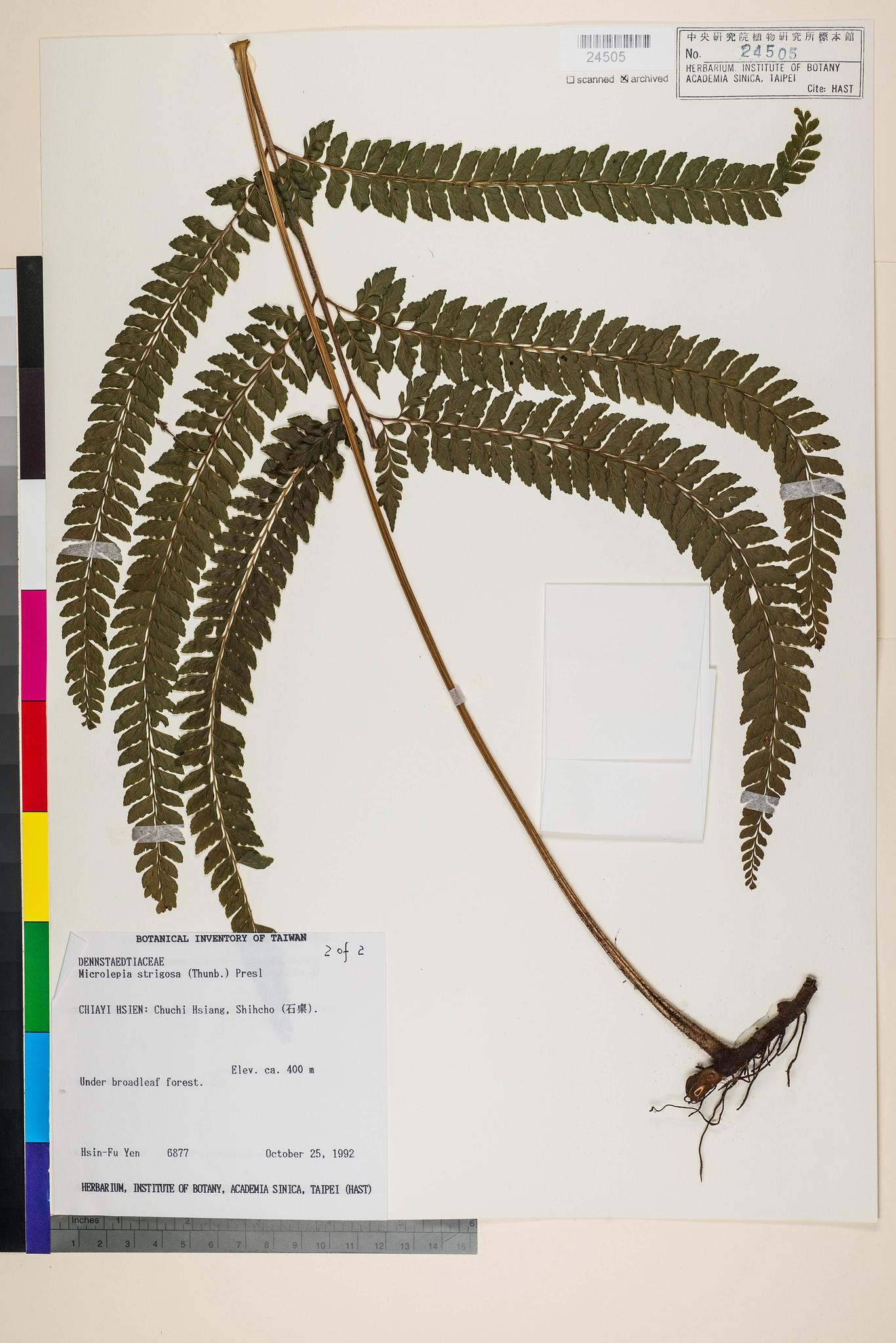 Sample image for viewer