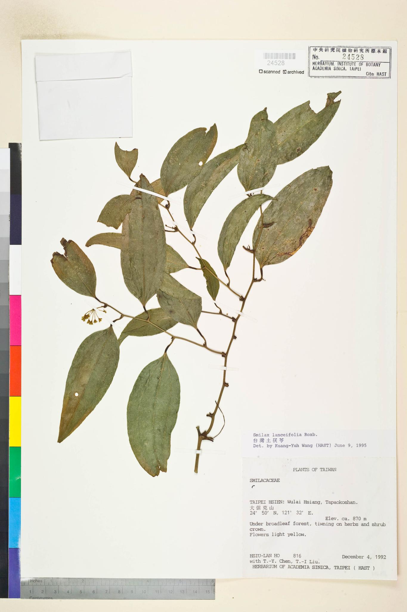 Sample image for viewer