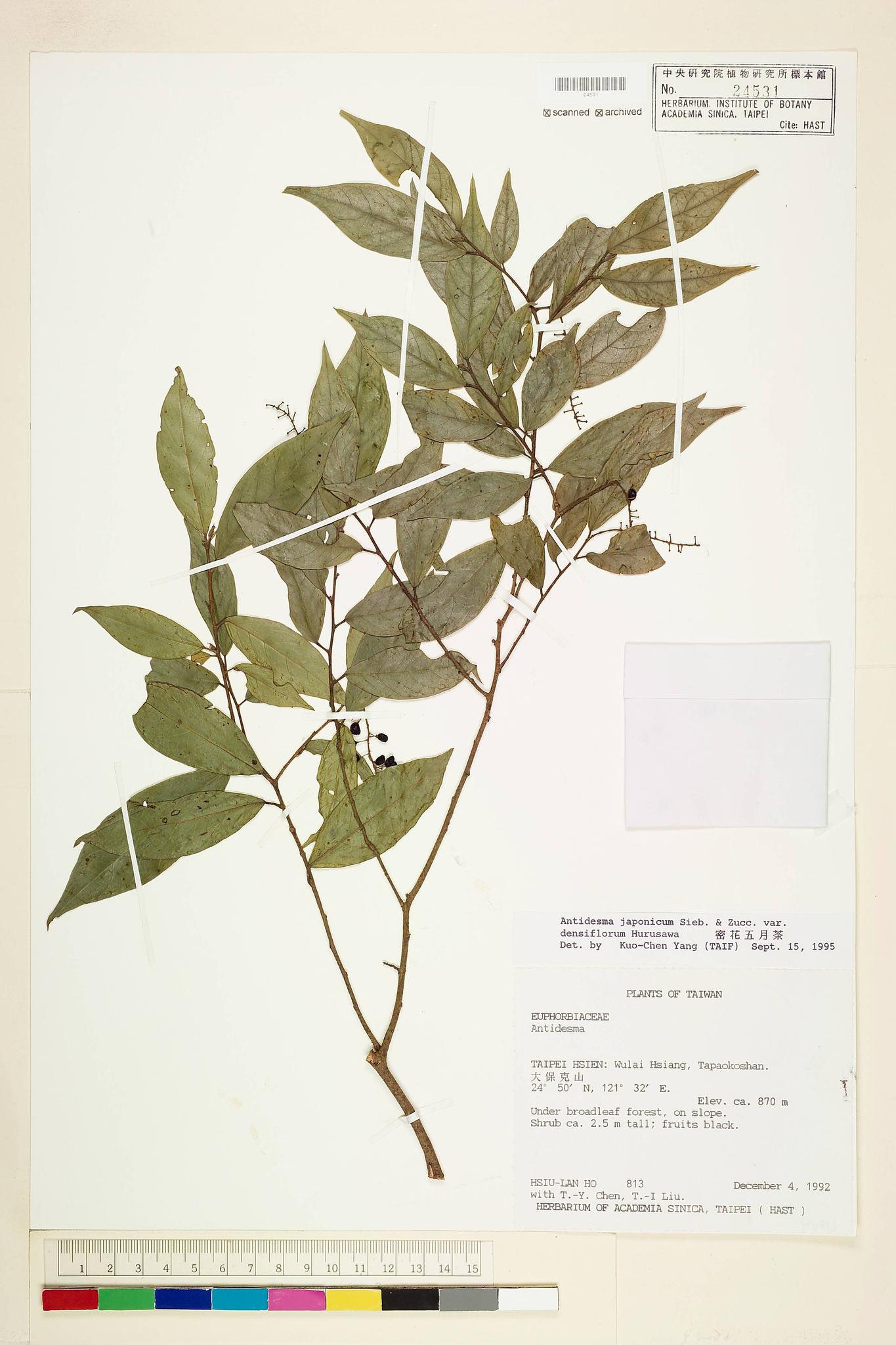 Sample image for viewer