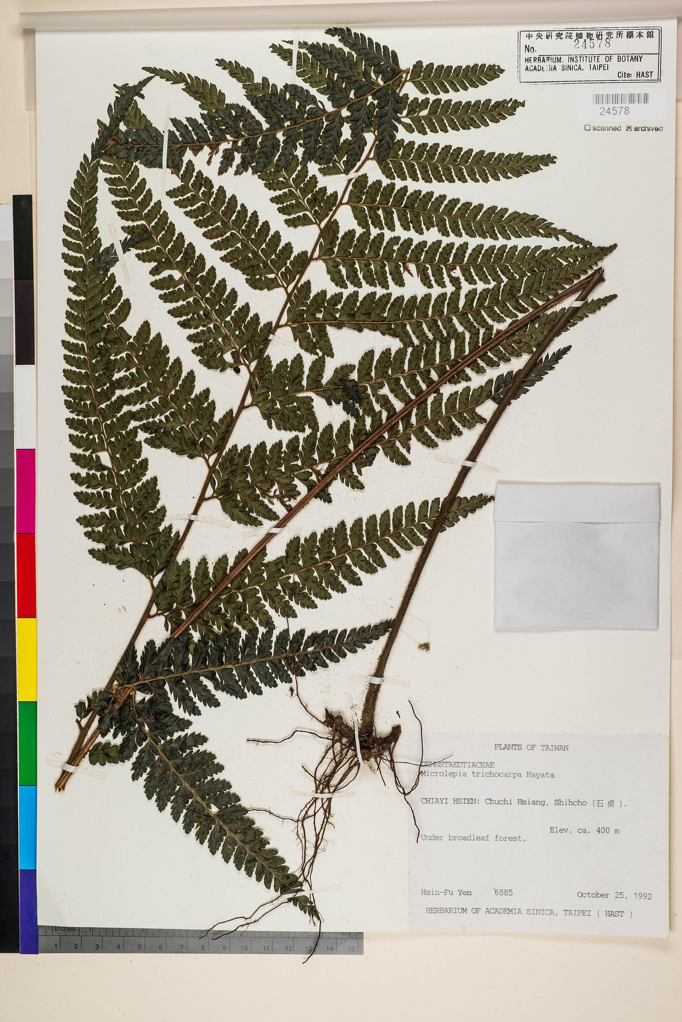 Sample image for viewer