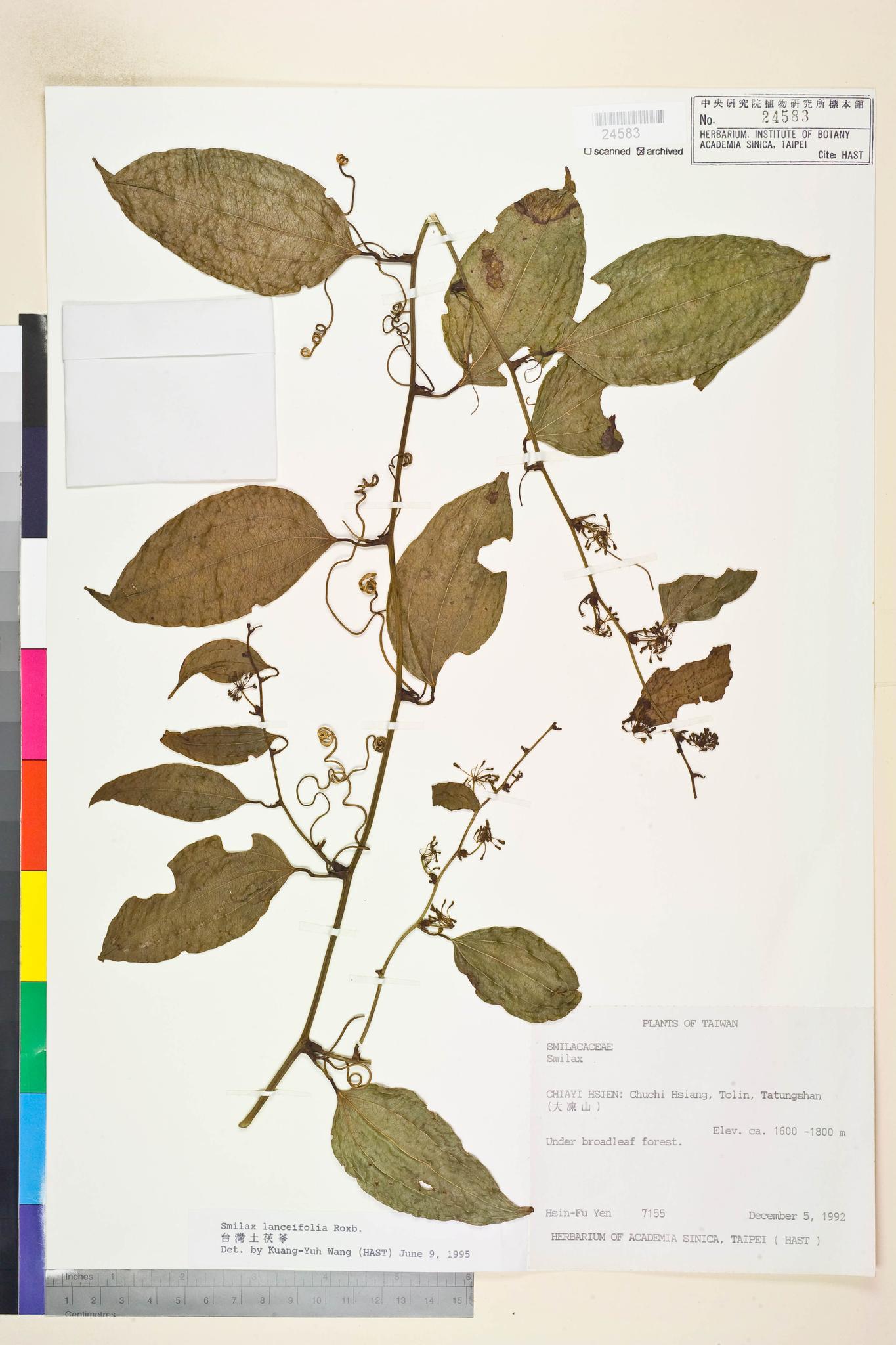 Sample image for viewer