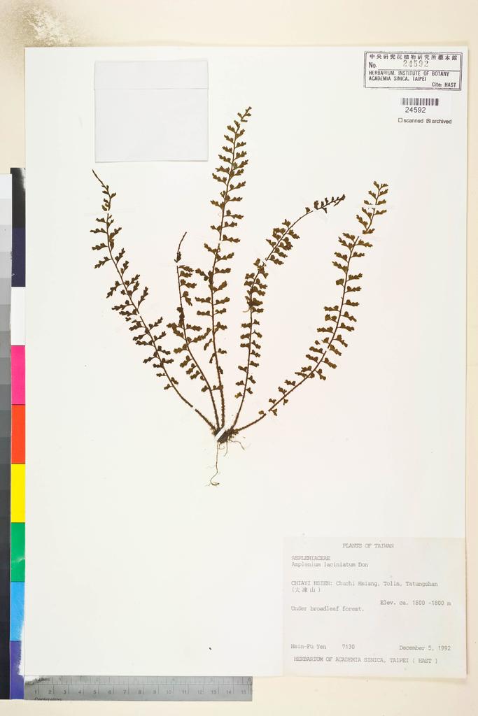 <Unit #32965 Yen, Hsin-Fu | 嚴新富 | 7130:: | Asplenium laciniatum D. Don>