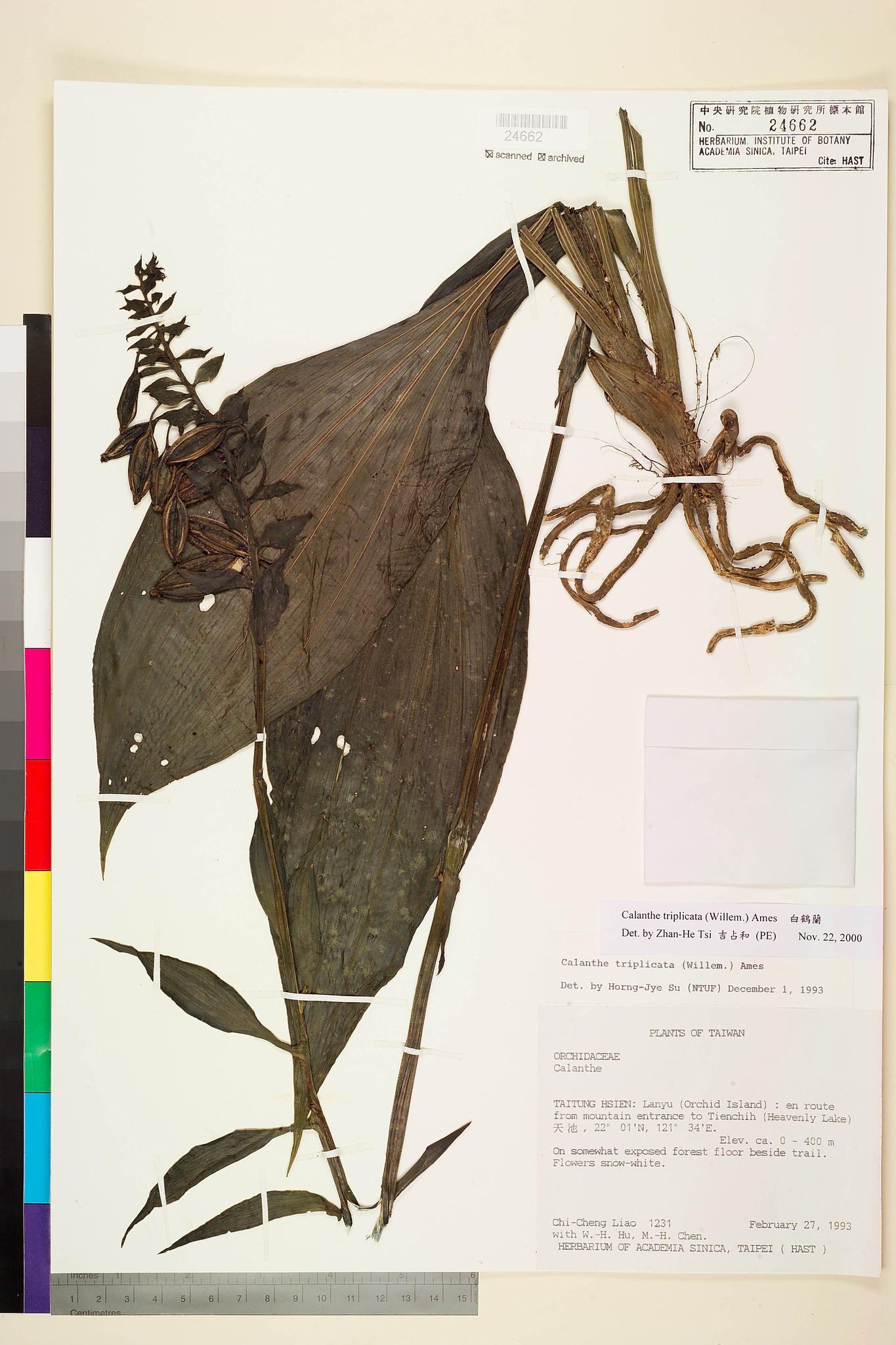 Sample image for viewer