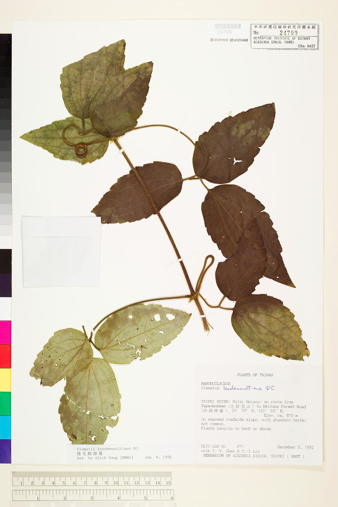 Sample image for viewer