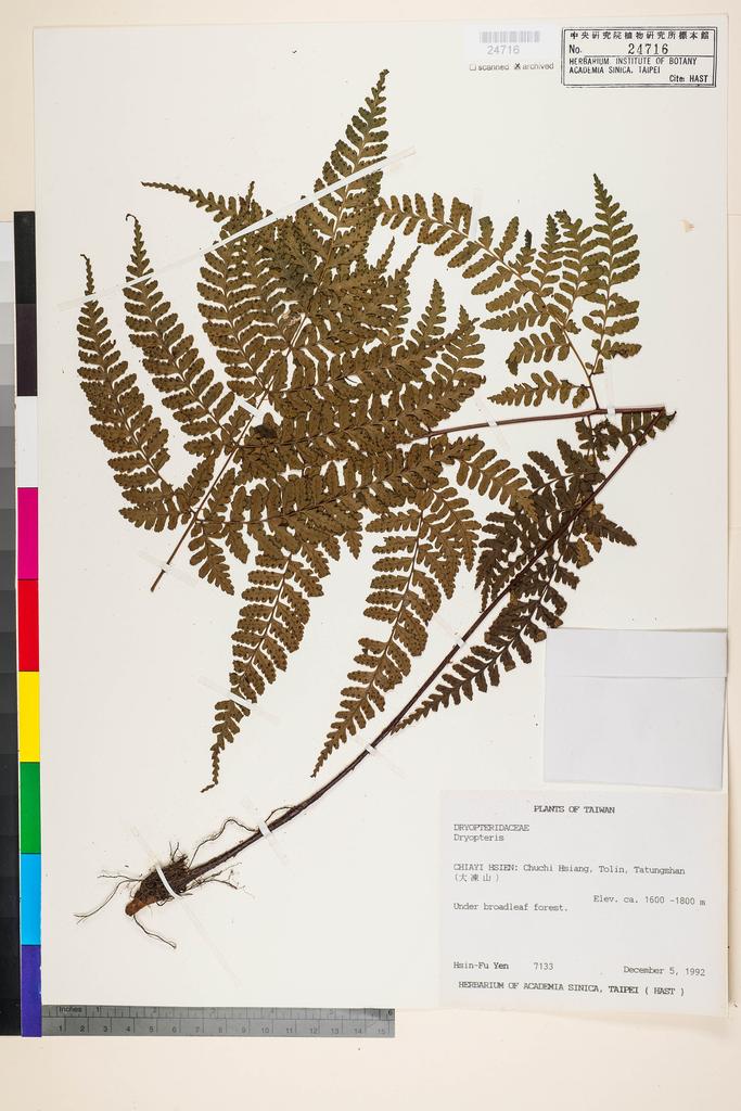 <Unit #32966 Yen, Hsin-Fu | 嚴新富 | 7133:: | Dryopteris>