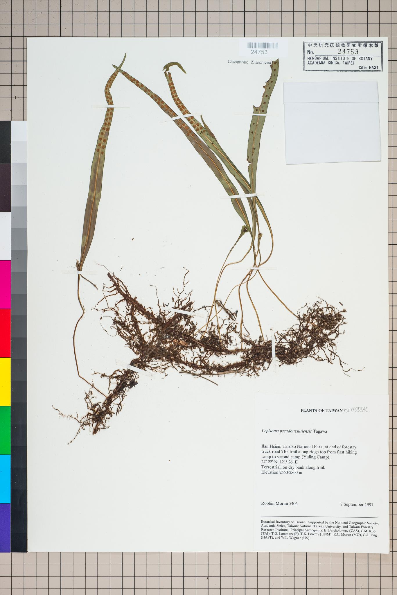 Sample image for viewer