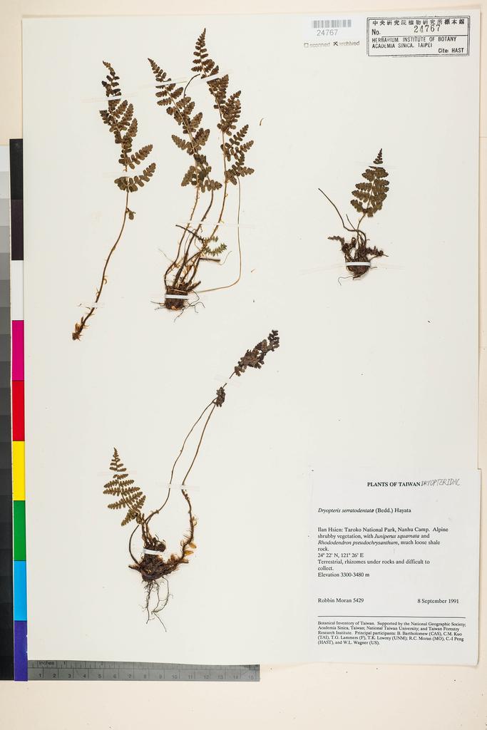 <Unit #91849 Moran, Robbin |  | 5429:: | Dryopteris serratodentata (Bedd.) Hayata>