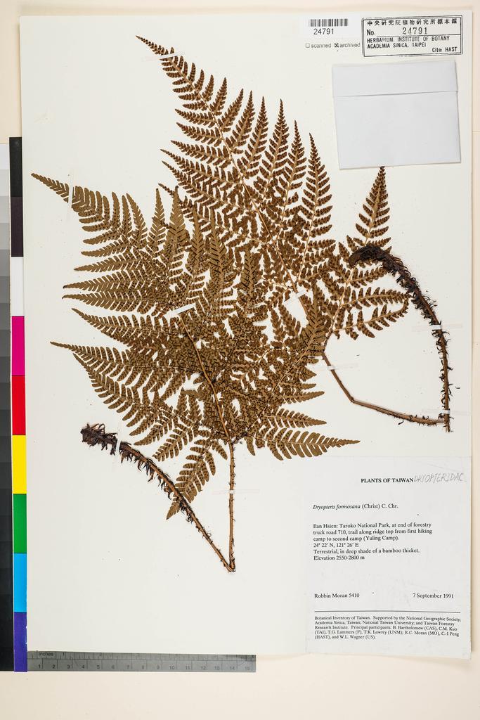 <Unit #91308 Moore, S. J. | 牟善傑 | 5410:: | Dryopteris formosana (H. Christ) C. Chr.>