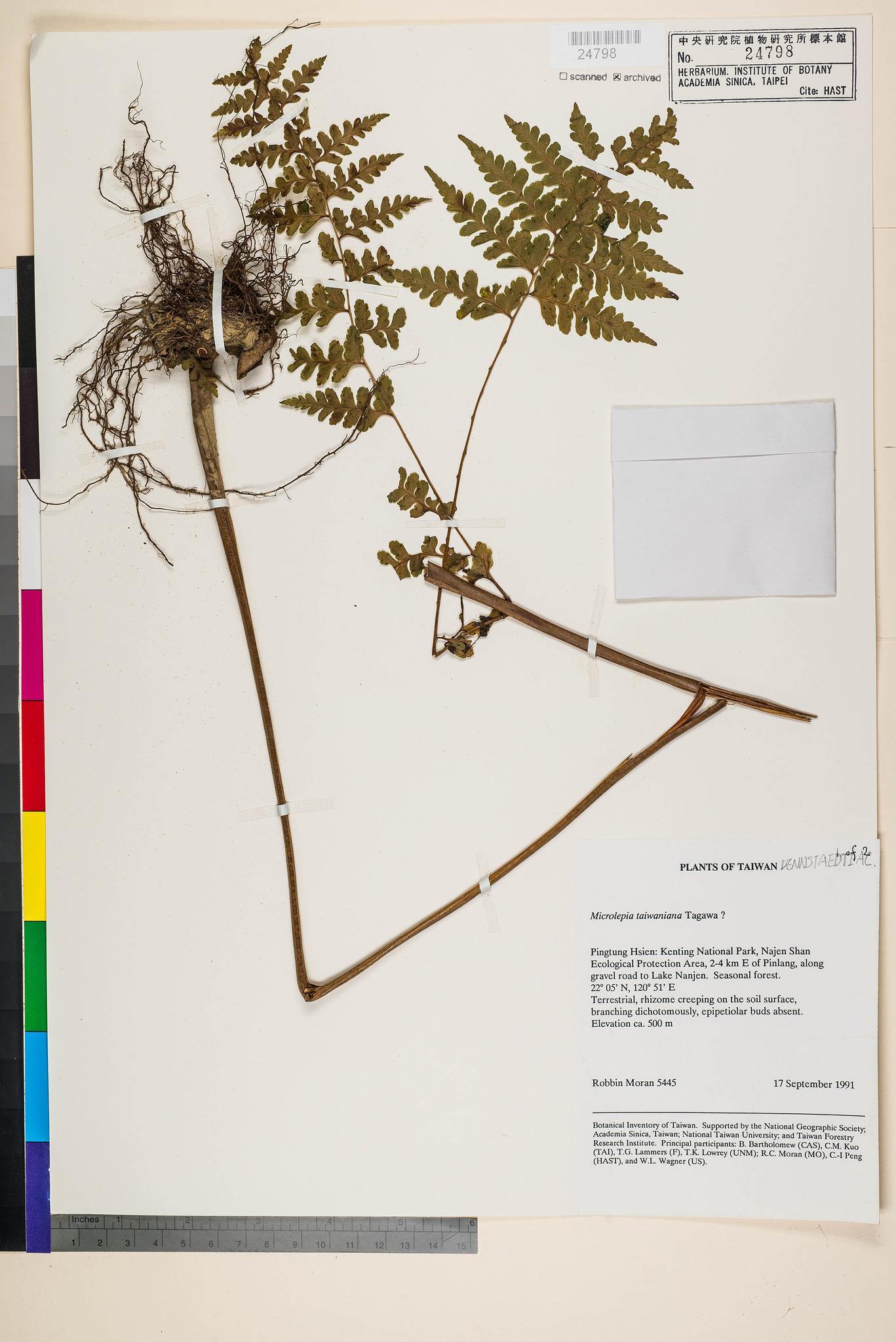 Sample image for viewer