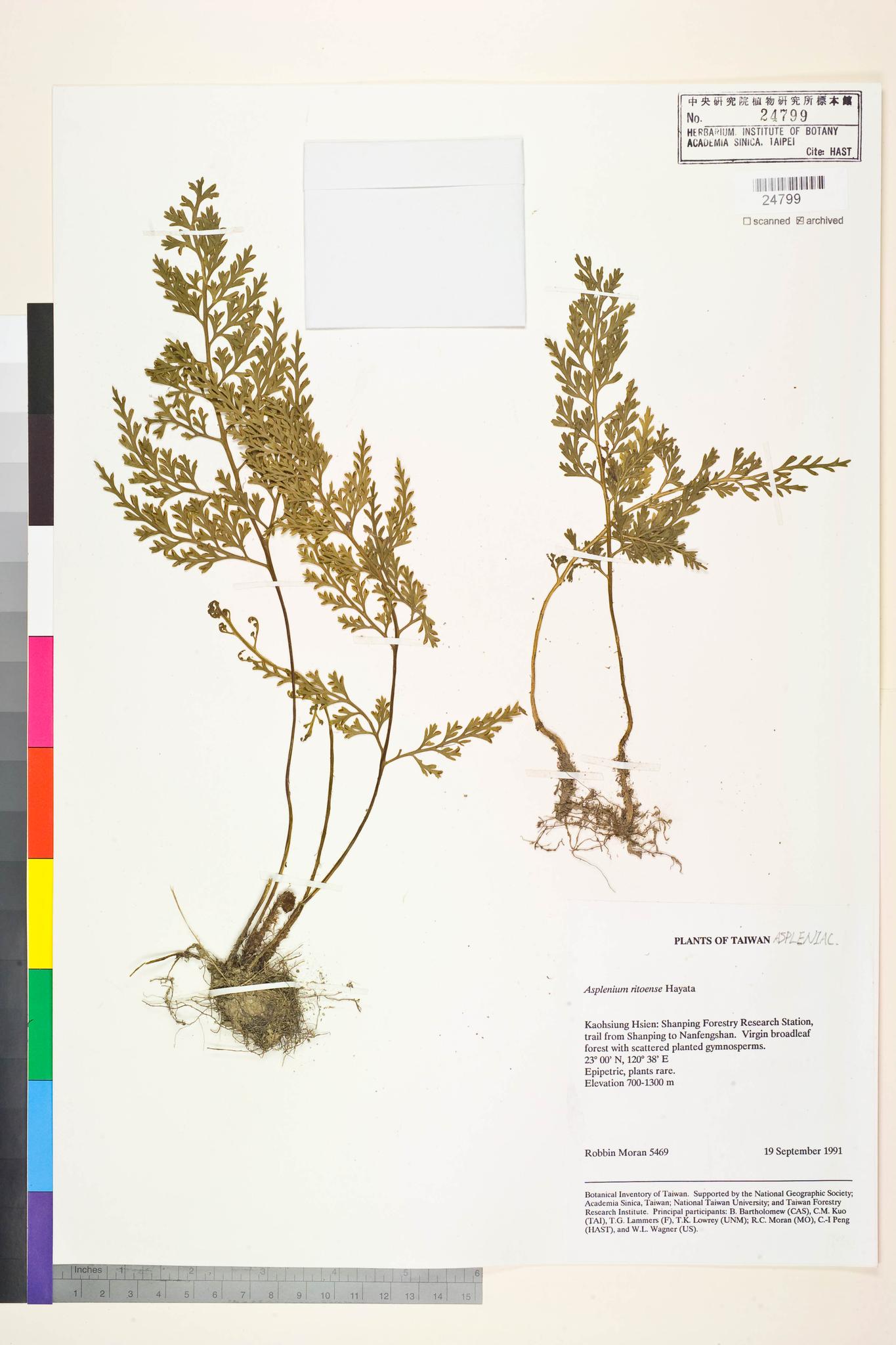 Sample image for viewer