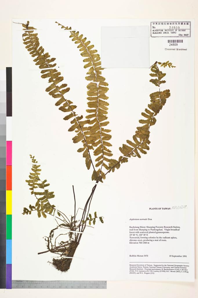 <Unit #84260 Moran, Robbin |  | 5470:: | Asplenium normale D. Don>