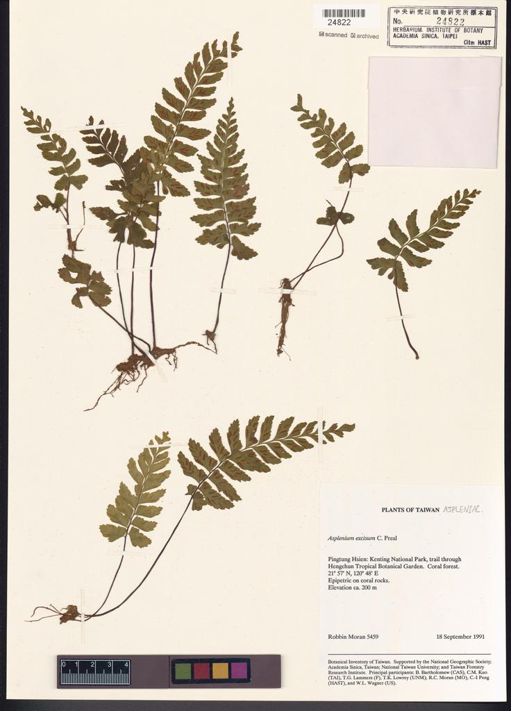 <Unit #84689 Moran, Robbin |  | 5459:: | Asplenium excisum Presl>