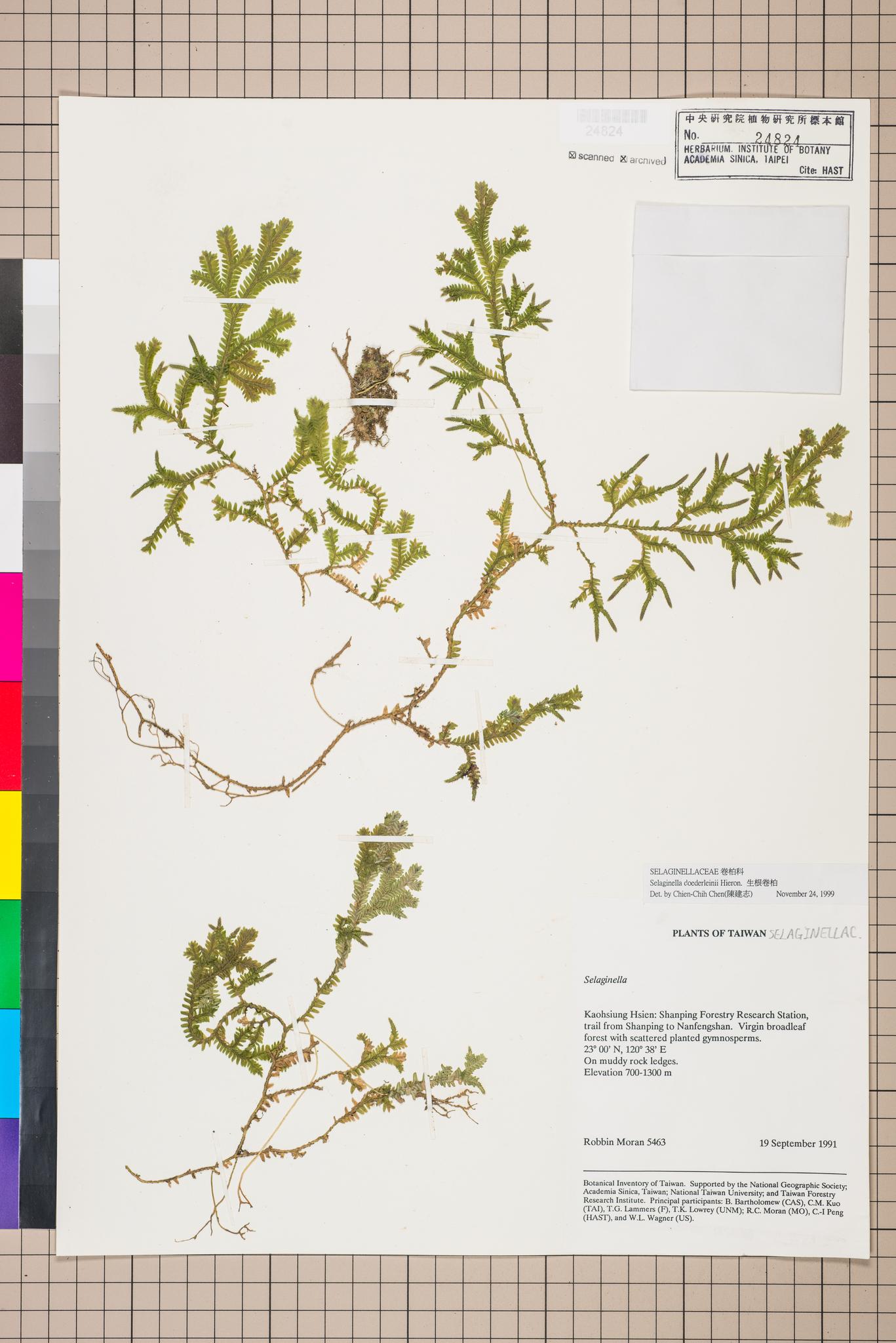 Sample image for viewer