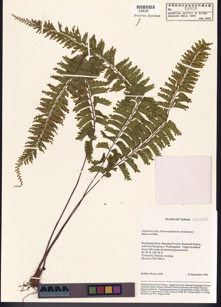 <Unit #82747 Moran, Robbin |  | 5476:: | Asplenium cheilosorum Kunze ex Mett.>