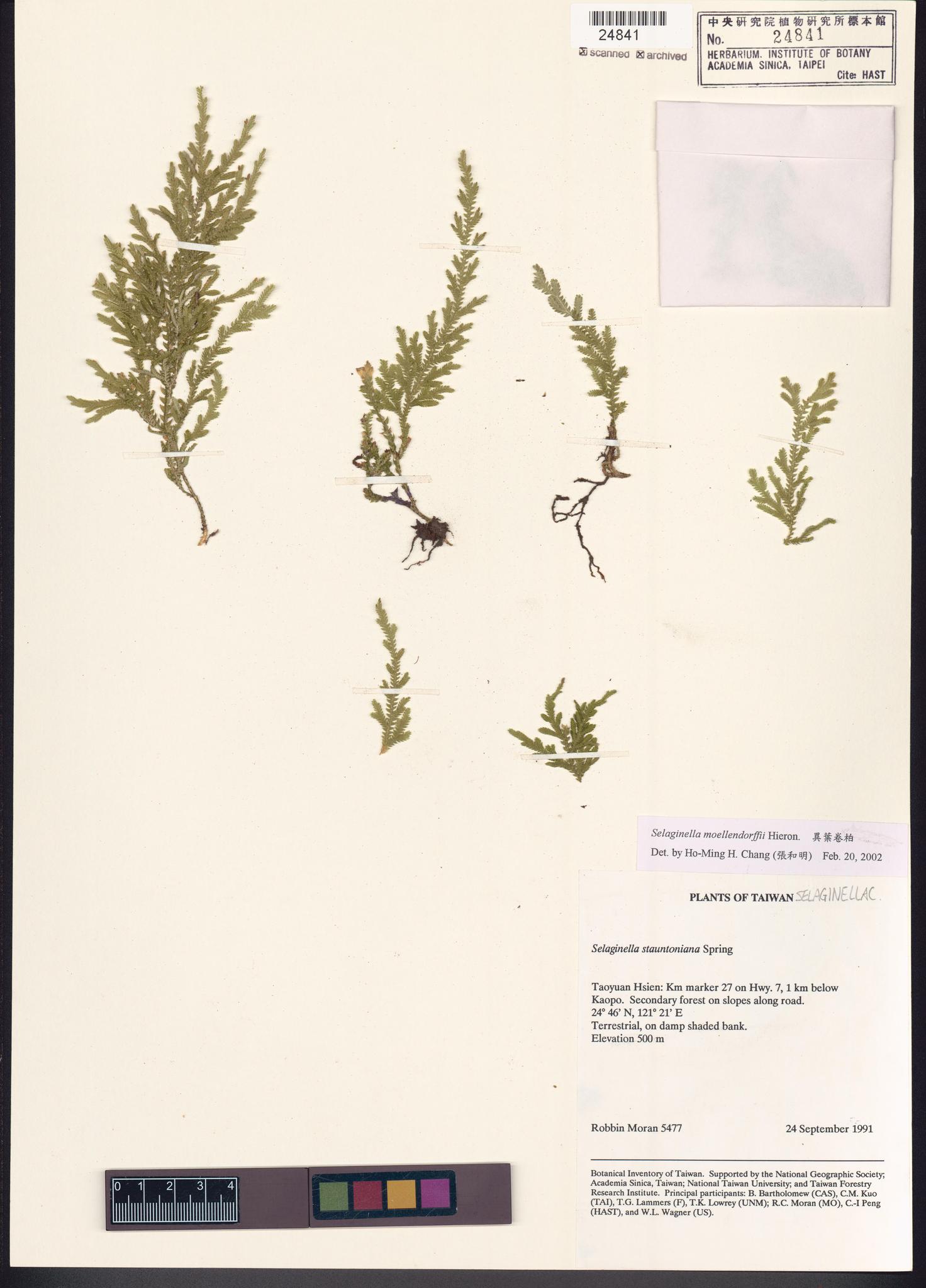 Sample image for viewer