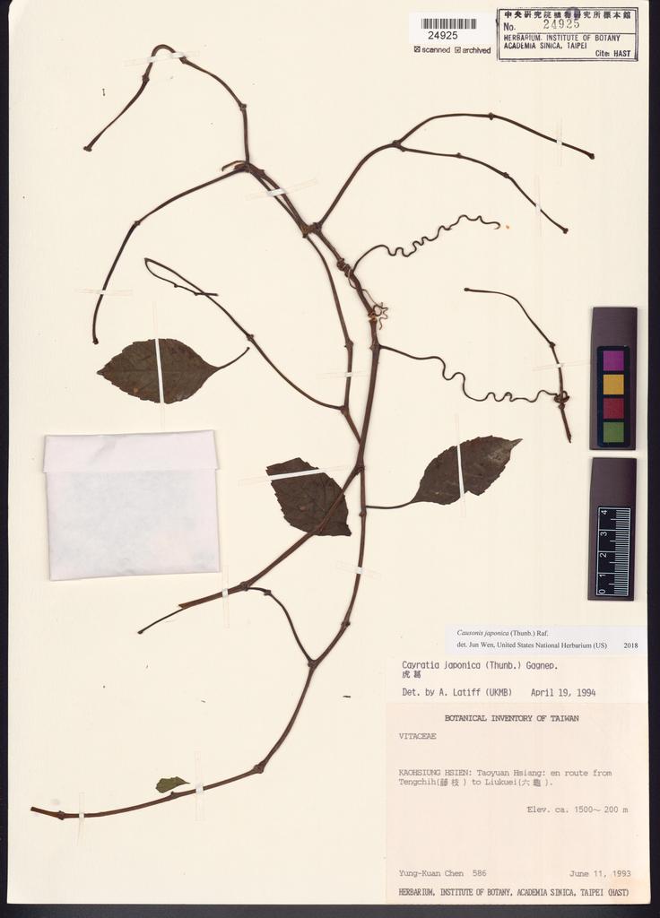<Unit #37976 Chen, Yung-Kuan | 陳永寬 | 586:: | Causonis japonica (Thunb.) Raf.>