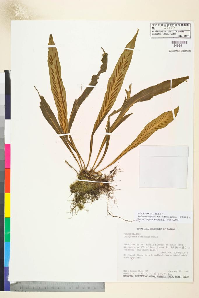 <Unit #4014 Chen, Ming-Hsien | 陳銘賢 | 125:: | Asplenium ensiforme Wall. ex Hook. & Grev.>