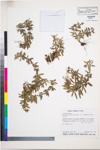 Lycopodium serratum Thunb. var. longipetiolatum Spring