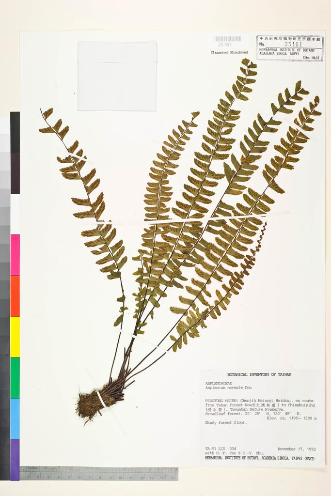 <Unit #32871 Liu, Ta-Yi | 劉大義 | 34:: | Asplenium normale D. Don>