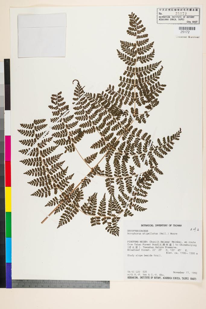 <Unit #33009 Liu, Ta-Yi | 劉大義 | 25::2 of 2 | Acrophorus stipellatus T. Moore>