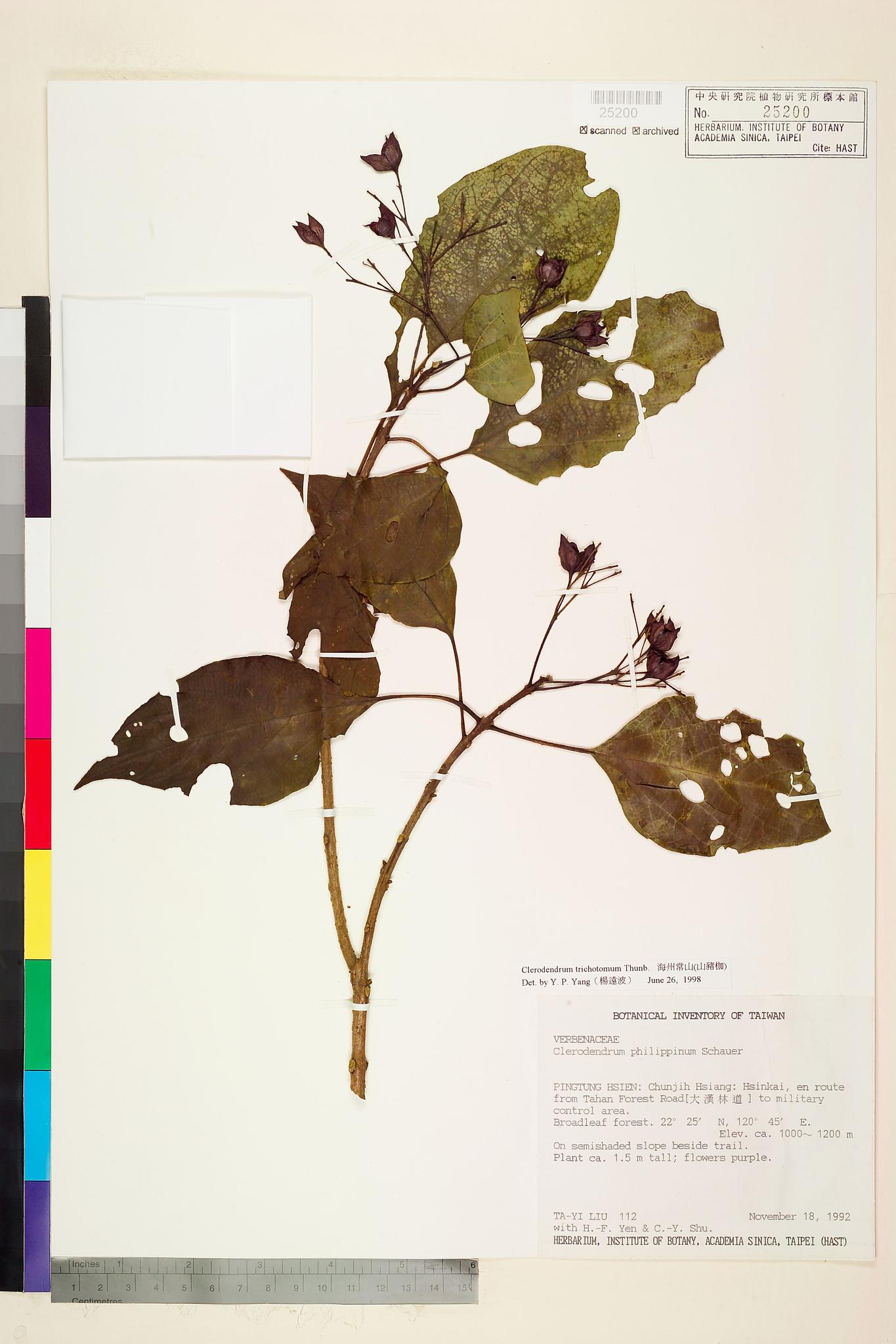 Sample image for viewer